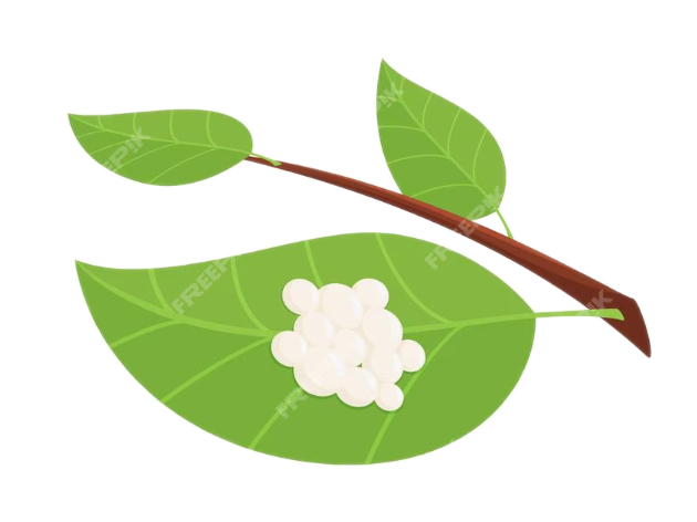 Stage Two: Caterpillar