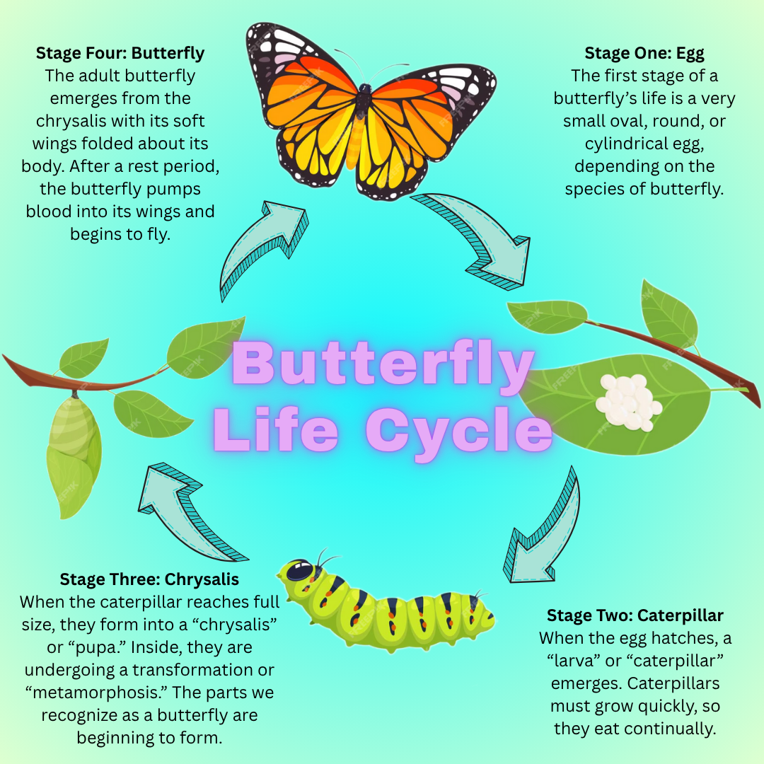 Butterfly Life Cycle