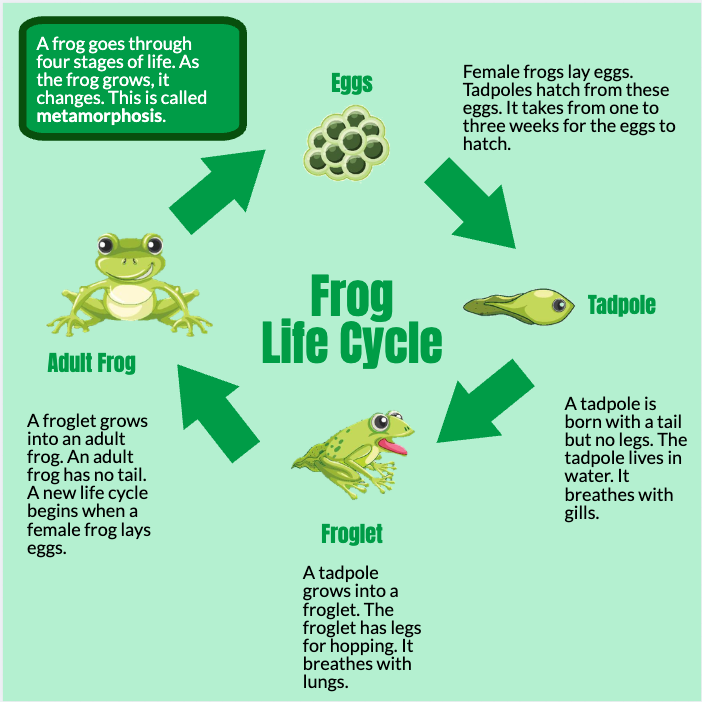 Frog Life Cycle
