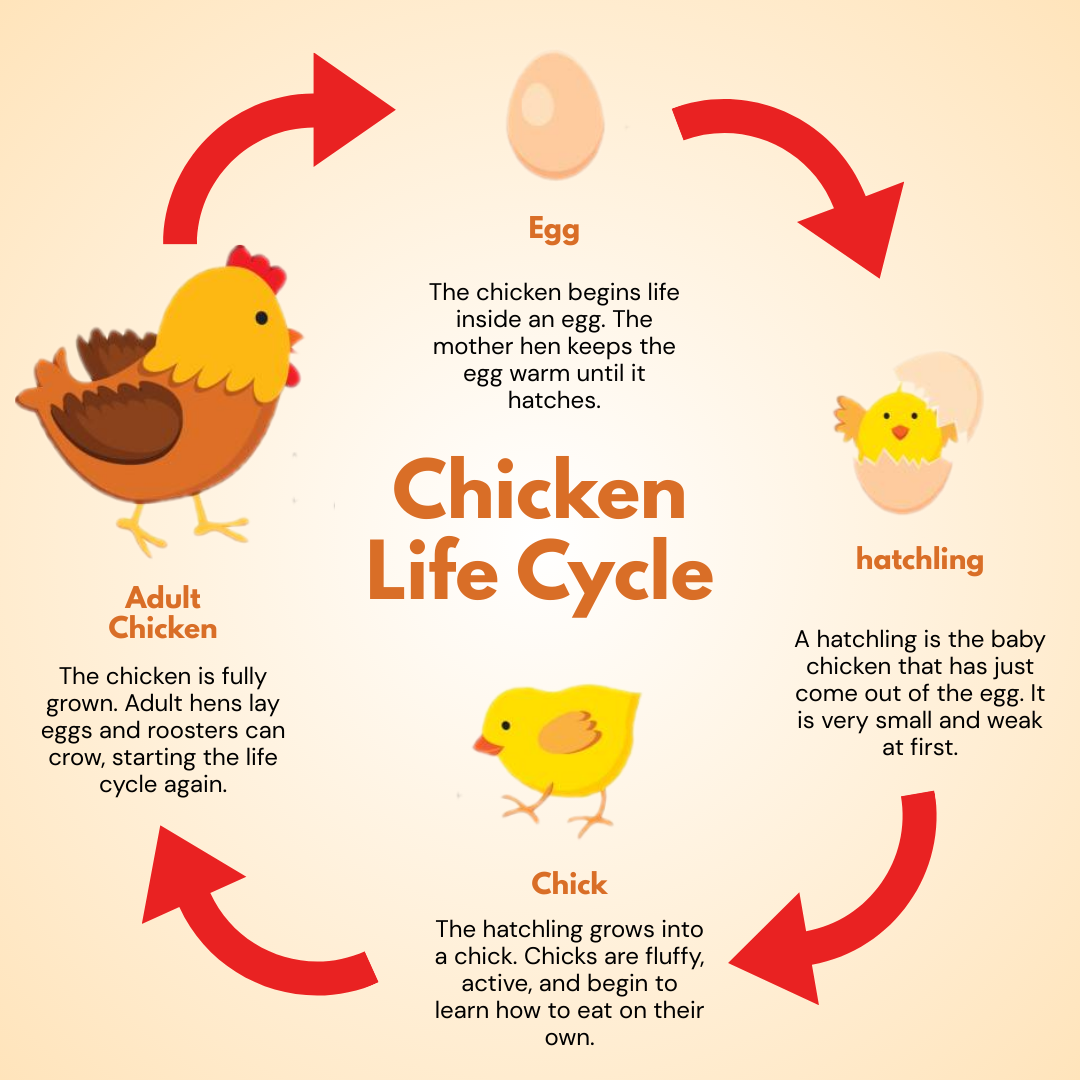 Chicken Life Cycle